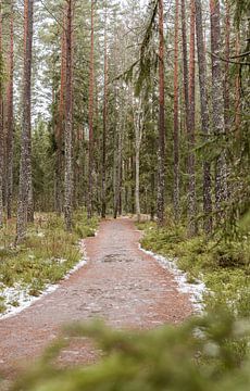 Groen Zweeds naaldbos en wandelpad met een randje sneeuw van Merlijn Arina Photography