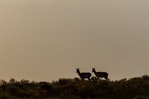 Pronghorn in Yellowstone National Park