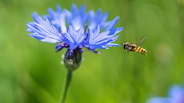 Bleuet dans un champ avec une guêpe planante sur Mischa Corsius