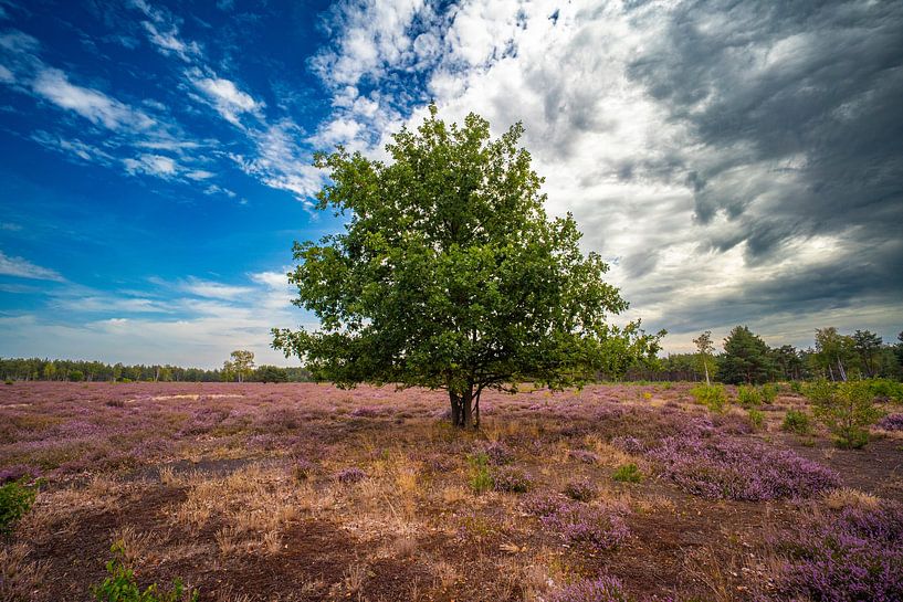 Baum in der blühenden Heidelandschaft von Holger W. Spieker