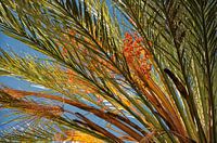 Palm met dadels