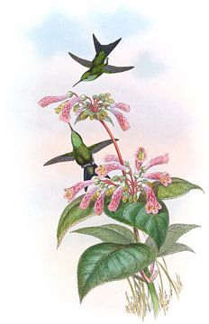 Iriserende zoemende vogel, John Gould van Hummingbirds