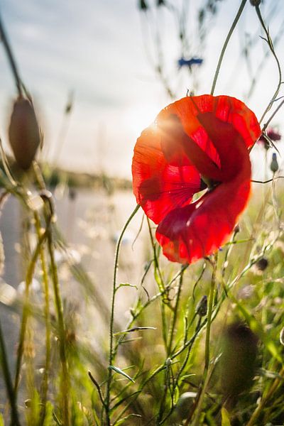 Wild poppy flower. Close up in poppy field and sun.  by Fotografiecor .nl