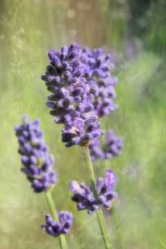 Lavendel arens van Art by Janine