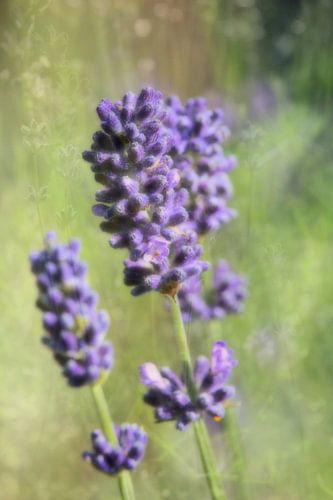 Abstracte fotografie | Abstract expressionisme | Modern abstract | Lavendel arens