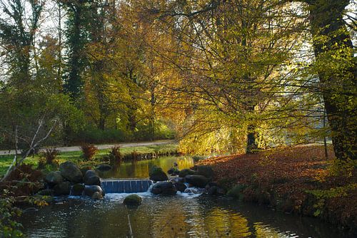 The tree kissed by sunlight