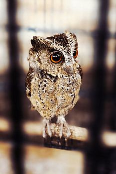 Little Owl, Big Eyes