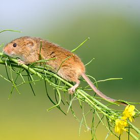 Dwergmuis sur Quirina