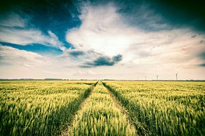 Groene tarwe-aren in de late lente met een bewolkte lucht erboven van Sjoerd van der Wal Fotografie