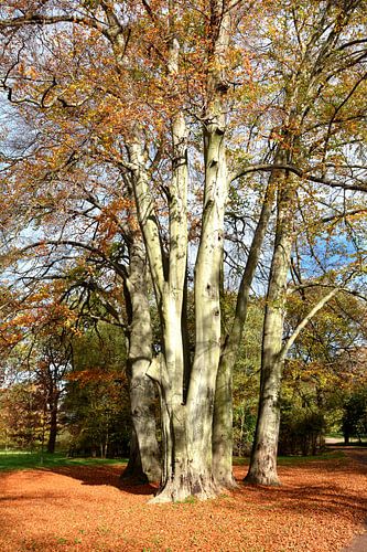 beuk (Fagus sylvatica)