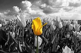 De alleenstaande Tulp by Brian Morgan