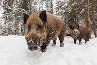 Wilde zwijnen in de winter