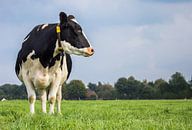 Holstein Zwartbont koe in het Nederlandse landschap van Marc Venema thumbnail