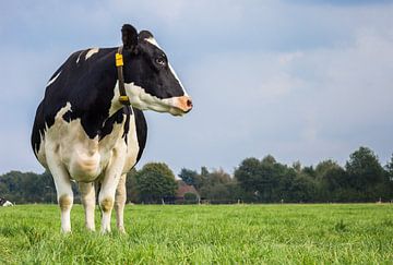 Holstein Black and White Kuh in der niederländischen Landschaft von Marc Venema