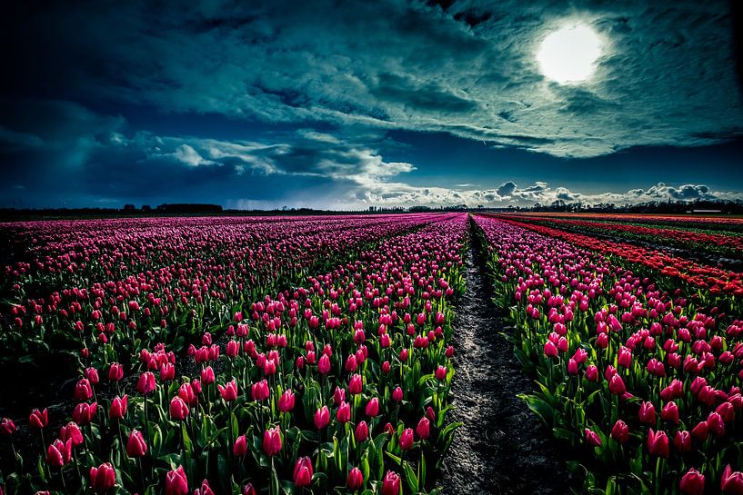 Tulpenweg von peterheinspictures