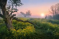 Goldener Morgen