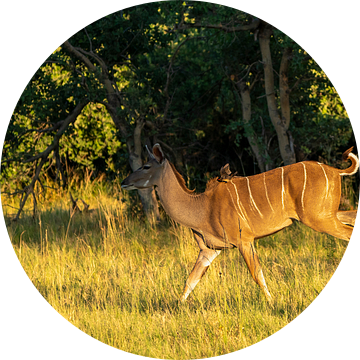 Koedoe vrouwtje gaat er vandoor