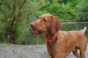 Wasserspiele am See mit einem braunen Magyar Vizsla Drahthaar.
