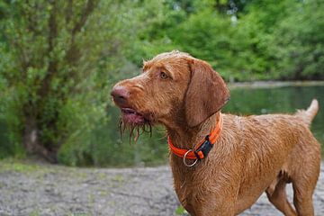 Waterspelletjes aan het meer met een bruine Magyar Vizsla draadhaar.