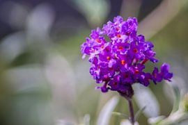 Vlinderstruik van Johan Slagers