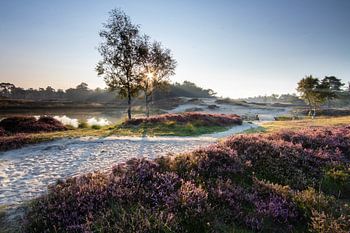 Lever du soleil sur le lac de forêt Heidestein Zeist Driebergen