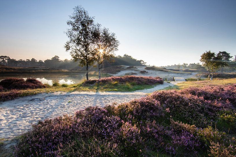 Sunrise forest lake Heidestein Zeist Driebergen by Peter Haastrecht, van