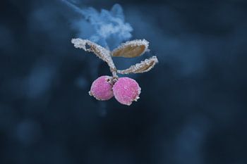 Snowberries encased in ice, in a magical blue
