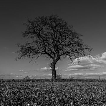 Black and white photograph of green meadow with a tree on the horizon in spring in Mechelen, Limburg by Kim Willems