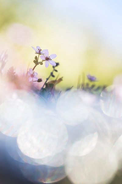 Berührung der Natur von Bob Daalder