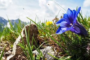 Alpenblumen – farbenprächtige Naturfotografie aus den Bergen. Jetzt Wandbild oder Leinwand kaufen und alpine Blütenvielfalt erleben.