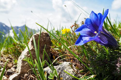 Alpenblumen – farbenprächtige Naturfotografie aus den Bergen. Jetzt Wandbild oder Leinwand kaufen und alpine Blütenvielfalt erleben.