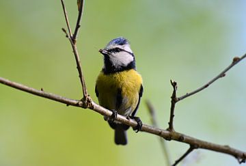 blue tit