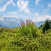 Paysage alpin fleuri Oberland bernois Suisse sur SusaZoom