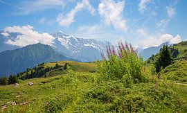 Paysage alpin fleuri Oberland bernois Suisse