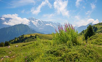 group of pink blooming fireweed. Bernese Alps by SusaZoom