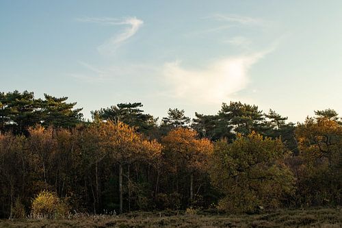Wolken lucht boven het Texelse bos