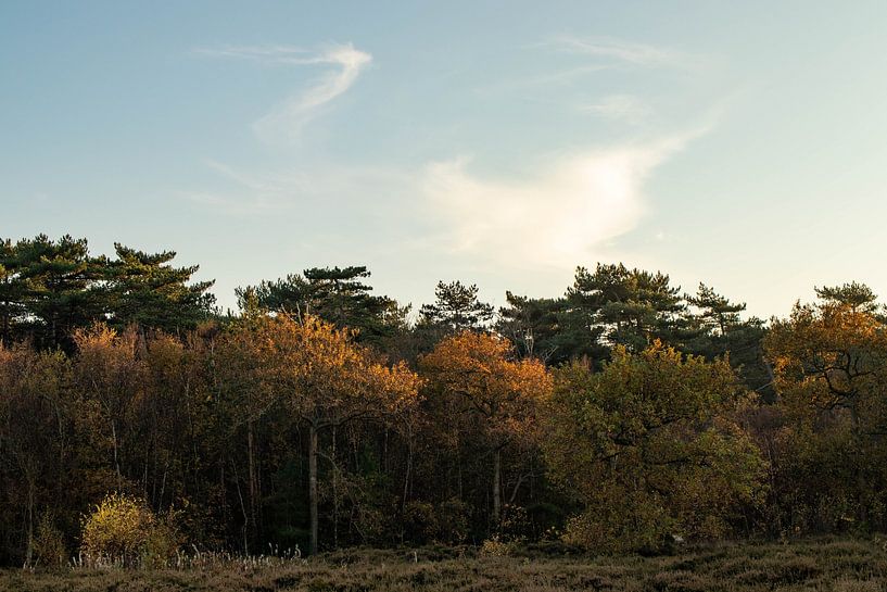 Clouds sky above the Texel forest by De fotograafer