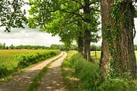 Summer landscape with road