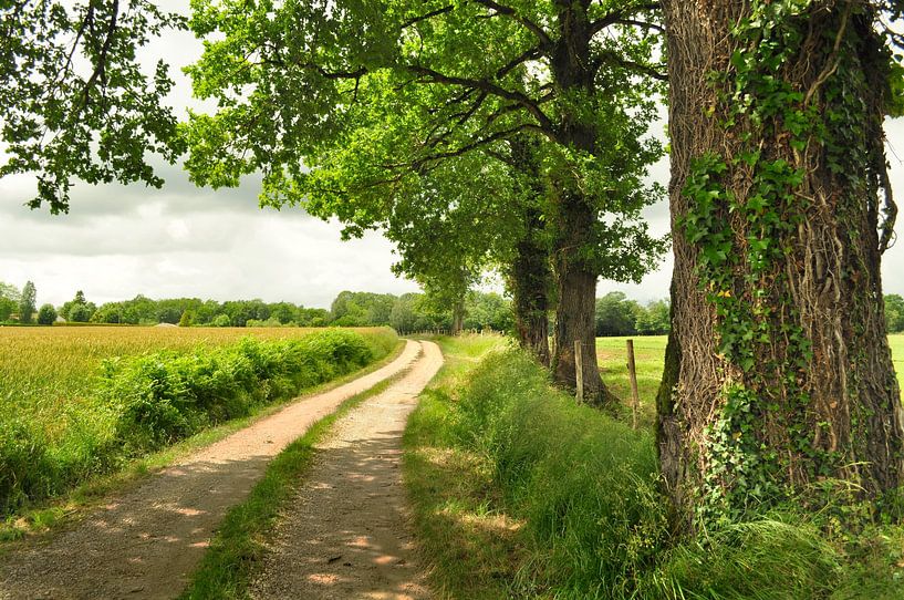 Summer landscape with road by Corinne Welp