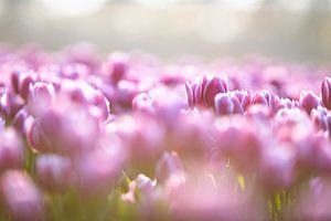 Die schönen Tulpen in den Blumenzwiebelfeldern von Dennis Janssen