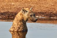 Hyena zittend in het water van Jolene van den Berg thumbnail