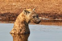 Hyena zittend in het water