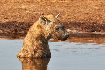 Hyena zittend in het water van Jolene van den Berg