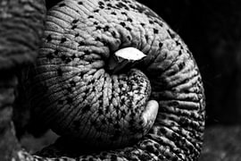 Éléphant avec de la nourriture sur Oscar van Crimpen