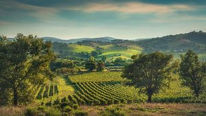 Panorama der Morellino-di-Scansano-Weinberge in der Maremma
