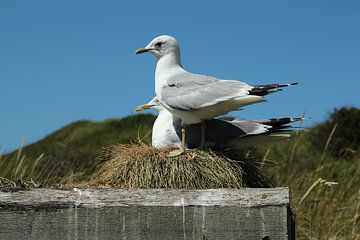 Two seagulls on a nest by Eigenwijze Fotografie