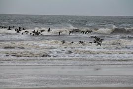 Wellenreiten in der Luft von Ulrich Fuchs