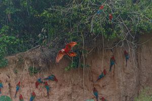 Ara à ailes vertes