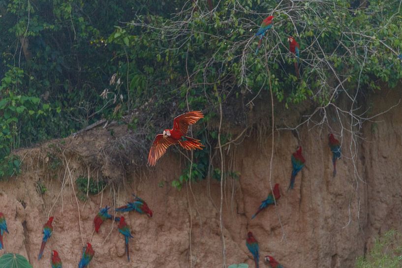 Green-winged macaw by Franksfotoforum