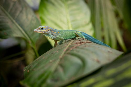 Eidechse auf einem Blatt von Wietse van Bruggen